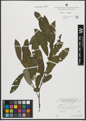 Foto von Salix appendiculata Vill.
